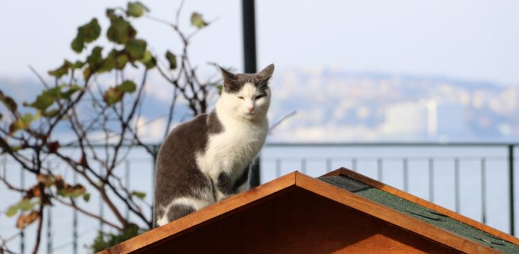 Beykoz Sokaklarına Sıcacık Kedi Evleri