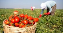 Beykozlu Çiftçilere Alım Garantili Üreticilik Müjdesi