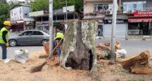 Beykoz’un Anıt Ağaçları Yeniden Filizlenecek