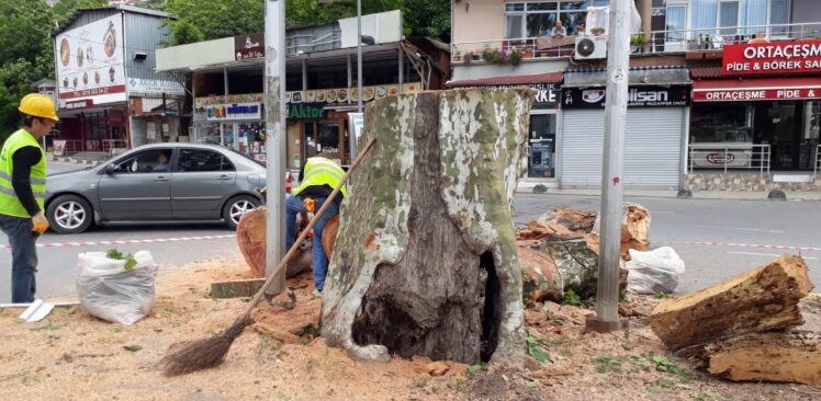 Beykoz’un Anıt Ağaçları Yeniden Filizlenecek