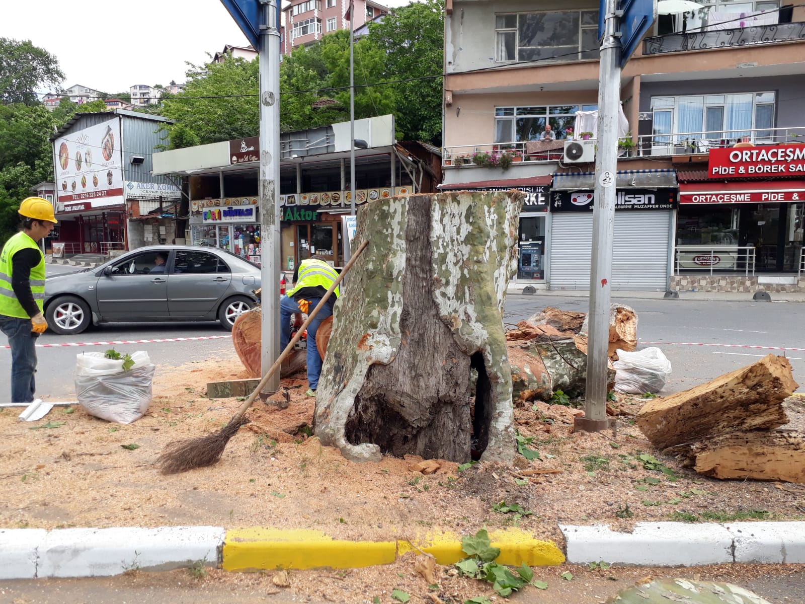 Beykoz’un Anıt Ağaçları Yeniden Filizlenecek